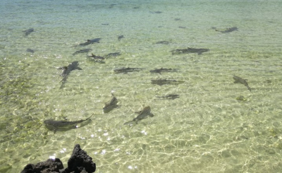 Sharks on Aldabra