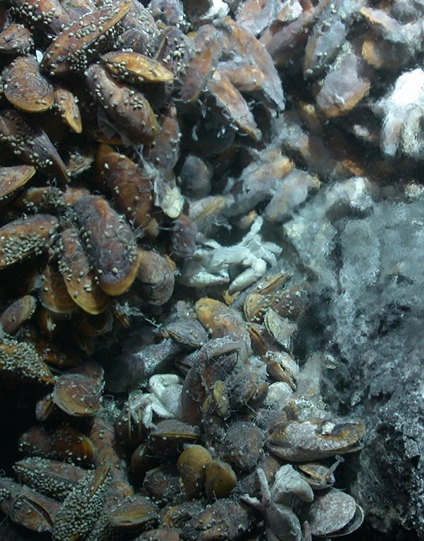 Muscheln in einem Hydrothermalfeld (Foto: MARUM − Zentrum für Marine Umweltwissenschaften, Universität Bremen)