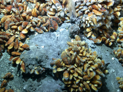 Muscheln an Hydrothermalquelle; Foto: MARUM – Zentrum für Marine Umweltwissenschaften, Universität Bremen