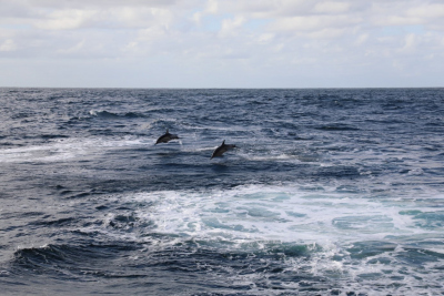 One Day, the RV SONNE came across a pack of dolphins (Photo: Natascha Riedinger)