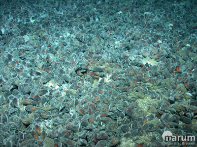 Mussel Mania in Niua North. Foto: MARUM − Zentrum für Marine Umweltwissenschaften, Universität Bremen
