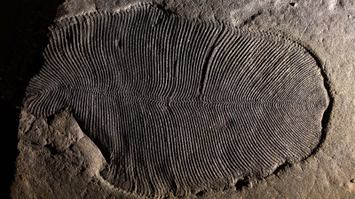 Organisch erhaltenes Dickinsonia-Fossil aus dem Gebiet des Weißen Meeres in Russland. Foto: Australian National University