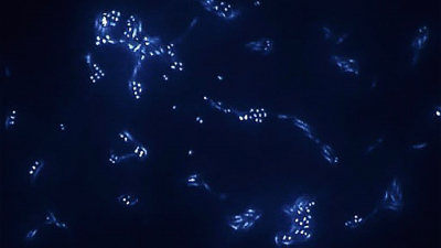 These spore-forming bacteria grew from samples collected from more than 100 meters beneath the seafloor off Peru’s coast (Ocean Drilling Program Leg 201 Site 1227, Hole A 12H-3, 102.4 mbsf). The vegetative cells glow blue due to a florescent dye, while th