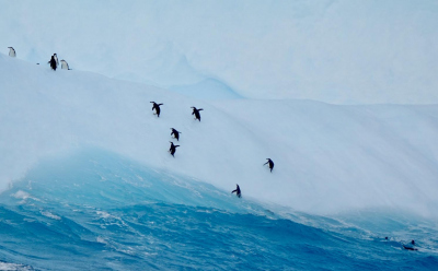 Anlandung von Pinguinen auf einem Eisberg. Foto: Carsten Zillgen