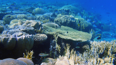 Korallenriffe, wie dieses im Roten Meer, stehen im Fokus des neuen DFG-Schwerpunktprogramms „Tropische Klimavariabilität und Korallenriffe“. (Foto: MARUM – Zentrum für Marine Umweltwissenschaften, Universität Bremen, T.Felis)