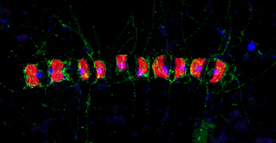 Diese hochauflösende Airyscan Aufnahme zeigt das Fucose enthaltende sulfierte Polysaccharid (FCSP, sichtbar in Grün) rund um die Zellen der kettenbildenden Kieselalge Chaetoceros socialis und ihrer Nadeln. DAPI (blau) und Kieselalgen-Selbstfluoreszenz (rot). Die Probe wurde während der Frühjahrs-Algenblüte im Jahr 2016 vor Helgoland genommen. Foto: Max-Planck-Institut für Marine Mikrobiologie/S. Vidal-Melgosa