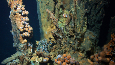Hydrothermal seeps and black smokers are oases of life in the deep sea – like this biological community in the Bismarck Sea at a water depth of 1,640 meters. Photo: MARUM – Center for Marine Environmental Sciences, University of Bremen