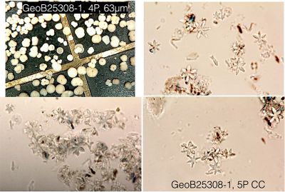 Abbildung: MSM116 Biostratigraphie Team H. Jones + J. Herrle. Planktische Foraminiferen (oben links), und verschiedene Discoaster Nannofossilien.