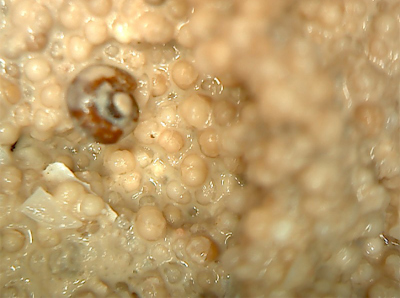 Grobkörnige Foraminiferensande mit Gastropodem. Foto: MARUM, U. Röhl 