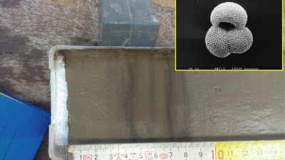 Analyzed sediment core from the Caribbean Sea. The inset shows a foraminifera species called Globigerinoides ruber (white), which was extracted from the sediment samples and used to reconstruct past changes in tropical temperature and salinity. Photo: A. Zhuravleva and T. Boeschen, GEOMAR