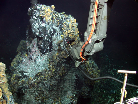 Picture taken by ROV Jason 2 of WHOI, cruise MSM 04/3, Chieft Scientist C. Borowski/Max Planck Institute for Marine Microbiology