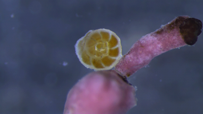Nahaufnahme durch das Mikroskop der Foraminiferen-Art Pararotalia calcariformata auf ihrem Algensubstrat aus dem Nachsholim Nationalpark (Israel). Die Mikroalgen färben die Foraminifere hellbraun, wenn sie durch die Kalzitschale schimmern. Foto: MARUM – Z