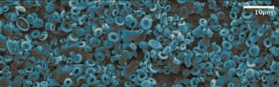 Fig.1 Coccoliths from the Iberian margin (IODP Site U1385).