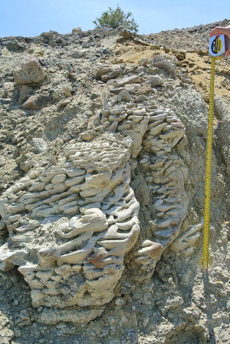 Walker Lake east stromatolites, Nevada