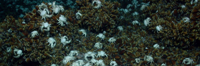 Mussle beds with crab; Photo: MARUM – Center for Marine Environmental Sciences, University of Bremen