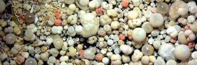 Foraminifera;  Photo: MARUM – Center for Marine Environmental Sciences, University of Bremen, Ch. Lippstreu