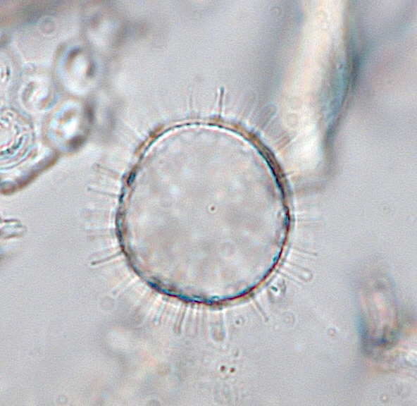 P. dalei cross section