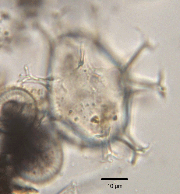 S. lazus cross section