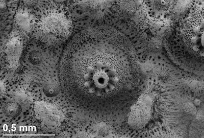 Under the scanning electron microscope, specimen preparation specialists are able to determine which methods result in the best and least destructive recognition of microstructures. Photo: MARUM, Krogmann 