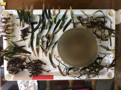 Seagrass Samples