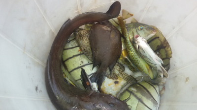 Coral reef fish caught by fishermen from the Kunduchi landing site