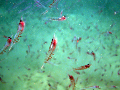 Garnelenschwarm im Golf von Cádiz; Foto: MARUM – Zentrum für Marine Umweltwissenschaften, Universität Bremen