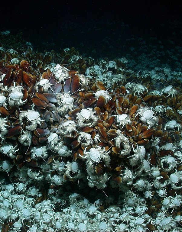  Krabben und Muscheln an einer kalten Quelle im Arabischen Meer (Foto: MARUM − Zentrum für Marine Umweltwissenschaften, Universität Bremen)