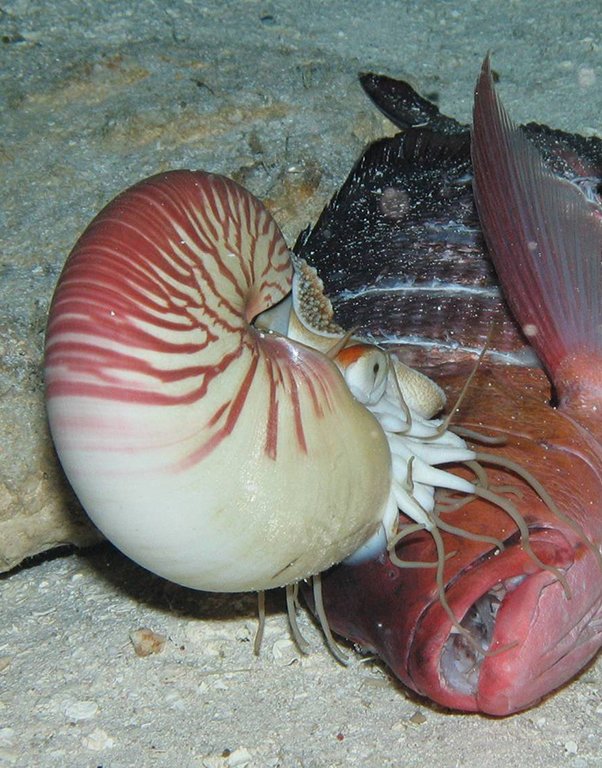 Nautilus (Foto: MARUM − Zentrum für Marine Umweltwissenschaften, Universität Bremen)