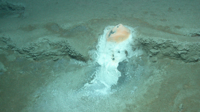 Die Mikrobenmatten wölben sich an den Gasaustritten. Sie sind am Bau der domartigen Stromatolithe beteiligt. Foto: MARUM – Zentrum für Marine Umweltwissenschaften, Universität Bremen