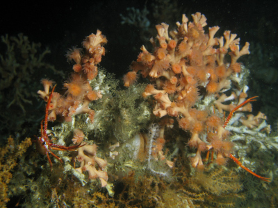 The stony coral Lophelia pertusa in a canyon off the Mauretanian coast. (Photo: Tomas Lundälv)