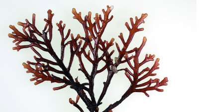 Bacteria living on red seaweed (picture) digest its cell walls with a newly discovered class of enzymes. Photo: Jan-Hendrik Hehemann