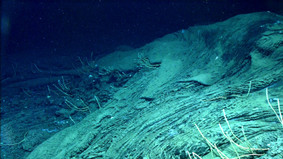 Asphalt flow deposits on the seafloor in the southern Gulf of Mexico. The image was taken by the diving robot  MARUM-QUEST 4000. Photo: MARUM – Center for Marine Environmental Sciences, University of Bremen