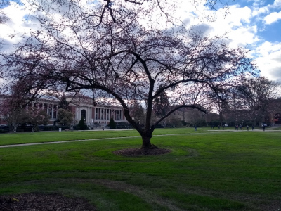 The campus of OSU in Corvallis