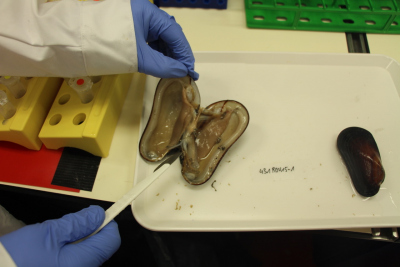 Eine geöffnete Bathymodiolus Muschel, bereit für die Sezierung. Foto: C. Kleint, Jacobs University