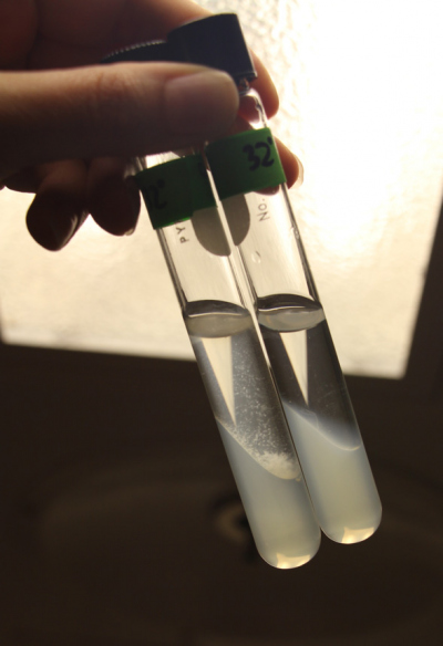Zwei Röhrchen in denen Bakterien gezüchtet wurden. Im linken Glas sieht man das Wachstum anhand der trüben Punkte. Foto: C. Kleint, Jacobs University