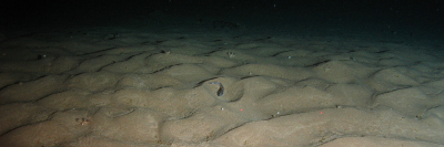 Ocean Floor as RECEIVER (Photo: MARUM – Center for Marine Environmental Sciences)