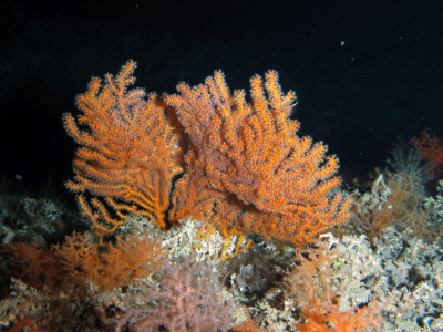 Kaltwasser-Koralle