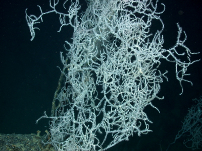 Cold-wa­ter cor­als_06