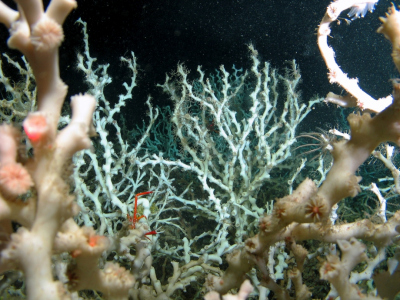 Cold-wa­ter cor­als_08