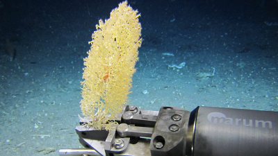 Der Unterwasserroboter MARUM-SQUID birgt lebende Octokoralle. Foto: MARUM - Zentrum für Marine Umweltwissenschaften, Universität Bremen