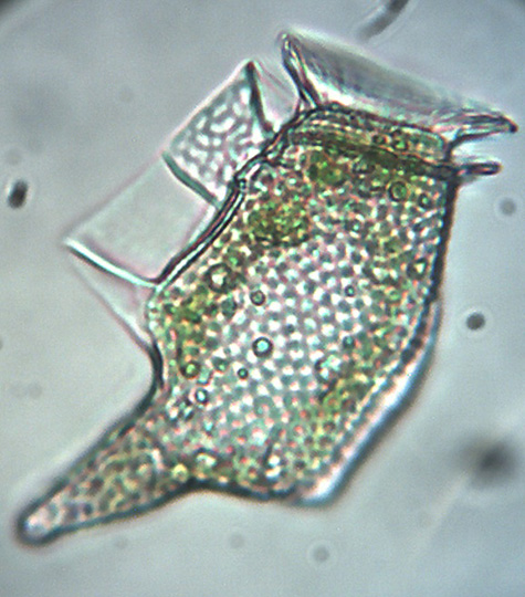 Dinoflagellat Dinophysis caudata