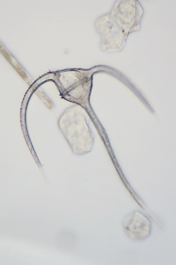 Dinoflagellat Ceratium horridum