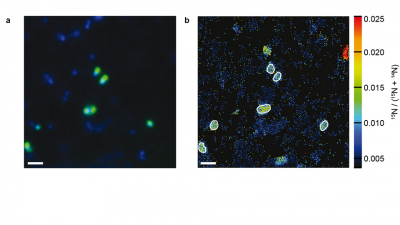 Einzelzell-Aufnahmen von Ammoniak-oxidierenden Archaeen in der Umwelt: (a) zeigt Ammoniak-oxidierende Archaeen (grün) und andere Mikroorganismen (blau); (b) zeigt die Cyanat-Aufnahme der einzelnen Zellen. Das kann mittels NanoSIMS analysiert werden, eine 