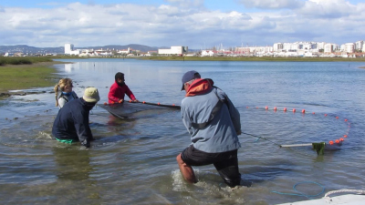 Hauling the beach seine in the Ria Formosa lagoon at an interior sampling site, close to the city of Faro.