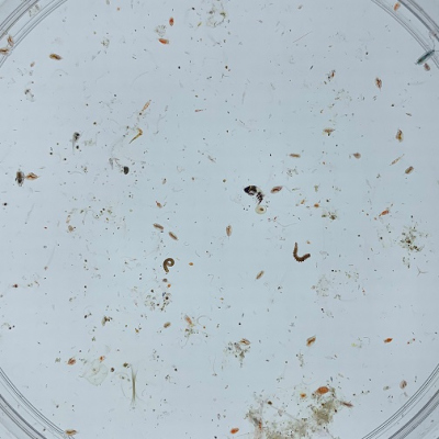 Zooplanktonprobe in einer Petrischale. Foto: MARUM, Universität Bremen