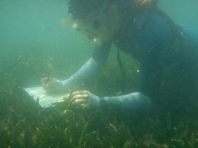 Counting Seagrass Shoots