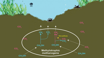 Neuer Weg der methylotrophen Methanbildung im Schlammgebiet vor Helgoland: Der bekannte Weg der Methanbildung aus Methanol ist in blau dargestellt, wobei ausschließlich Methan (CH4) aus Methanol (CH3OH) gebildet wird. Der neue Weg (markiert mit einem gelb