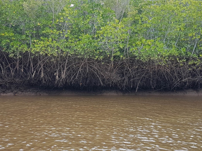 mangroves adjacent to the Umba River in the intertidal areas of Vanga