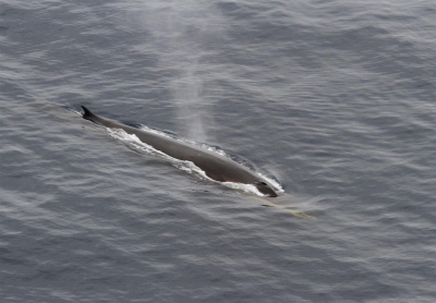 Aerial photography of a fin whale. Photo: Sacha Viquerat