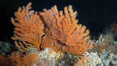 Coldwater corals off Ireland in 720 meters of water. Photo: MARUM - Center for Marine Environmental Sciences, University of Bremen